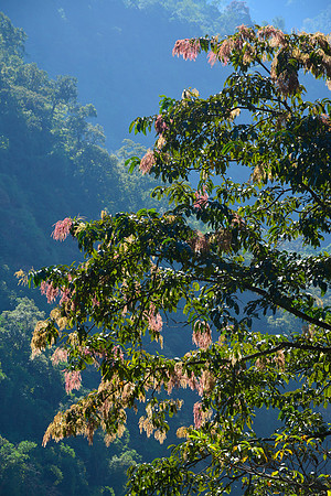 The forest near the confluence of the Arun River and Apsuwa Khola