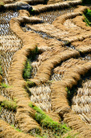 Harvested rice drying in the sun