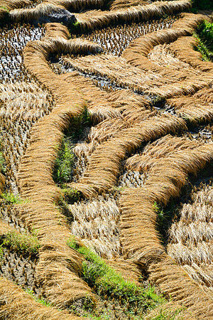 Harvested rice drying in the sun