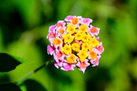 Lantana flower (Lantana camara)