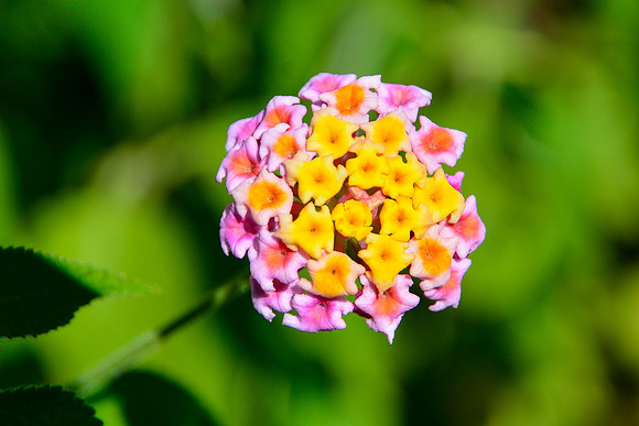 Lantana flower (Lantana camara)