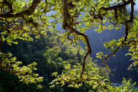 The forest near the confluence of the Arun River and Apsuwa Khola