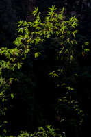 The forest below Seduwa