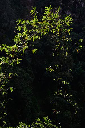 The forest below Seduwa