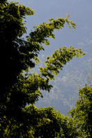The forest below Seduwa