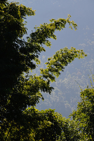 The forest below Seduwa