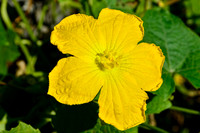 Gourd flower