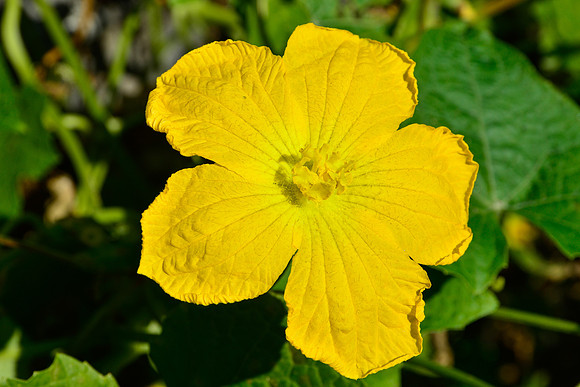 Gourd flower