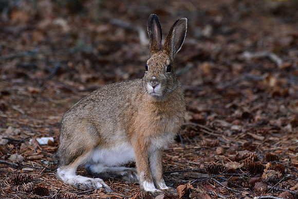 Snowshoe hare, Pukaskwa National Park