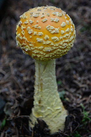 Yellow patches (Amanita flavoconia), Sleeping Giant Provincial Park