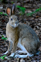 Snowshoe hare, Pukaskwa National Park