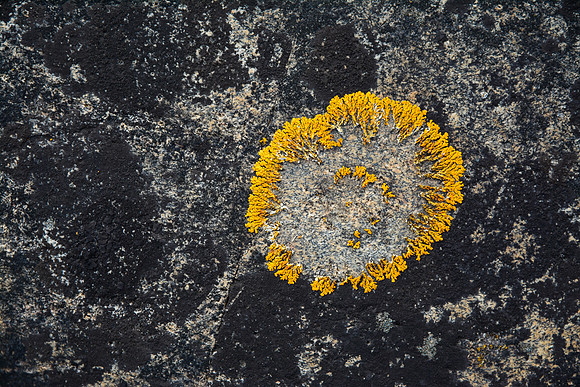 Lichen on rock, Neys Provincial Park