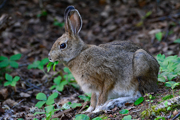 Snowshoe hare, Pukaskwa National Park