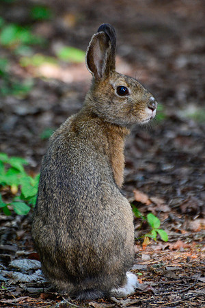 Snowshoe hare, Pukaskwa National Park