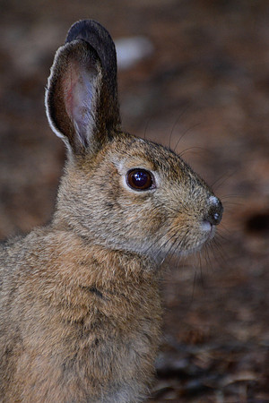 Snowshoe hare, Pukaskwa National Park