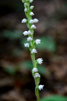Menzies' Rattlesnake Plantain (Goodyera oblongifolia), Pukaskwa National Park