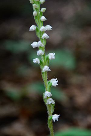 Menzies' Rattlesnake Plantain (Goodyera oblongifolia), Pukaskwa National Park