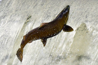Salmon swimming upstream to spawn