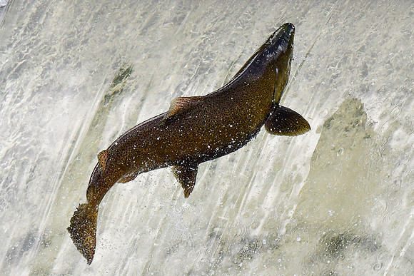 Salmon swimming upstream to spawn