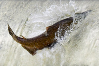 Salmon swimming upstream to spawn