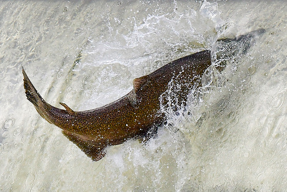 Salmon swimming upstream to spawn