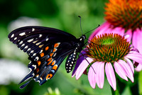 Black swallowtail