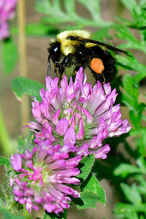 Bumble bee