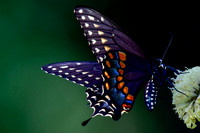 Black swallowtail