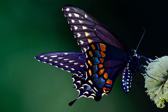Black swallowtail