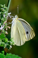 Cabbage white butterfly