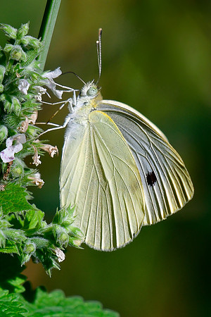 Cabbage white butterfly
