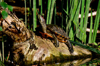 Red-eared slider (invasive species)