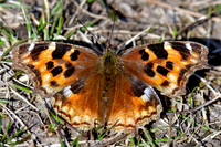Compton tortoiseshell
