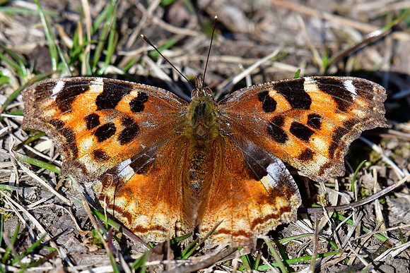 Compton tortoiseshell