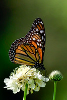 Monarch butterfly
