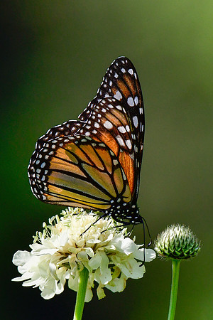 Monarch butterfly