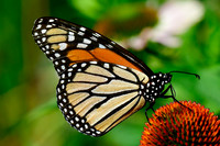 Monarch butterfly