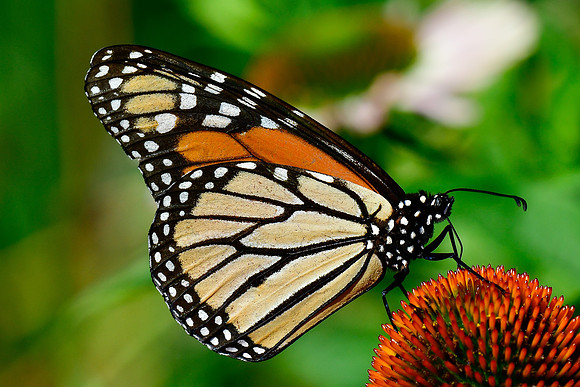 Monarch butterfly