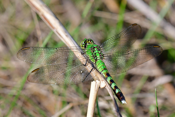 Dragonfly