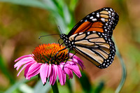 Monarch butterfly