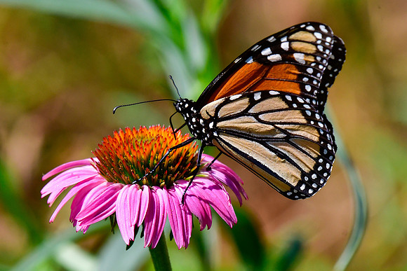 Monarch butterfly
