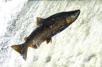 Salmon swimming upstream to spawn