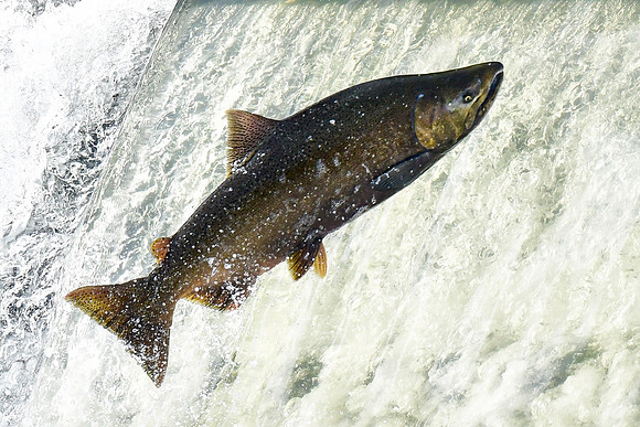 Salmon swimming upstream to spawn
