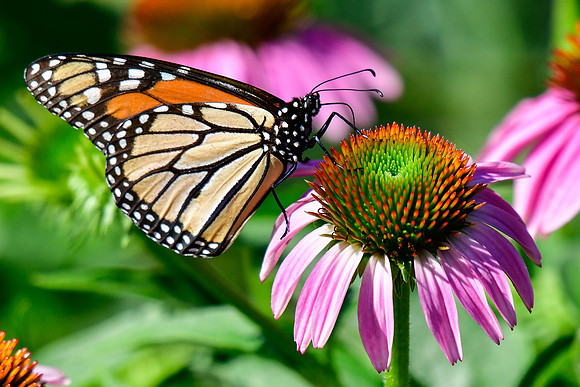 Monarch butterfly