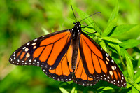 Monarch butterfly