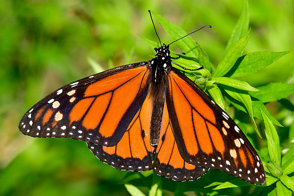 Monarch butterfly