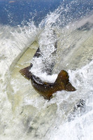 Salmon swimming upstream to spawn
