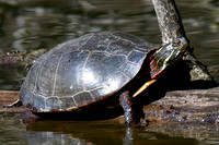 Midland painted turtle