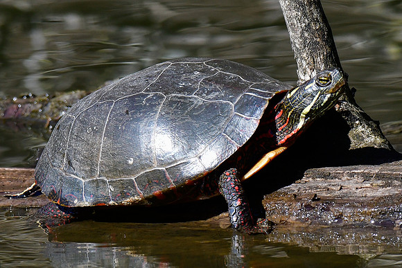 Midland painted turtle