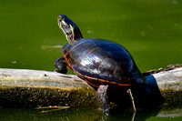 Midland painted turtle